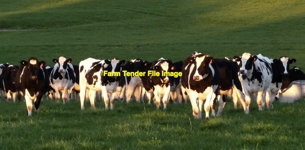 WANTED Agistment for 200 Dairy Heifers.