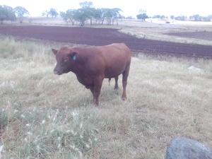 2 Red Angus Stud Bulls