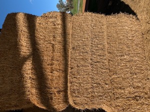 Barley straw