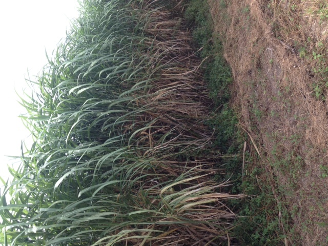 Green Sugarcane billets(30cm Long stalks) includes green leaf and stalk $60/ton