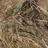 Rye dominant pasture hay