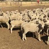 140 first WS x M wether lambs