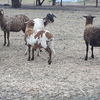 27 Damara sheep including dorper  x breeds