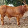 Droughtmaster Stud Bull