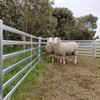 Border Leicester Rams for sale
