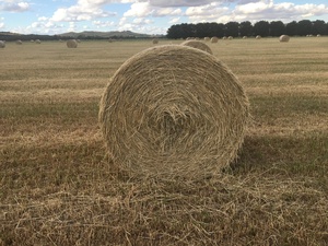 Excellent Annual Rye Grass Rounds!!! 