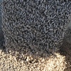 Lamb Feed Pellets
