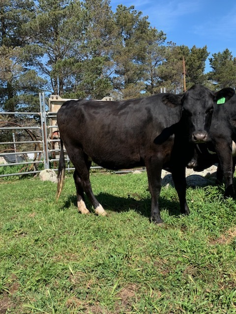 15 PTIC Hereford x Friesian and Angus x Friesian 2 yr old Heifers 