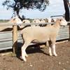 2019  Pepperton White Suffolk Rams For Sale now - high Lambplan Carcase Plus Index with new Eating Quality Index