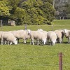 Border Leicester rams