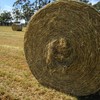 Rye Grass hay