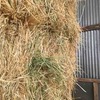 Pasture Hay in 8 String 8x4x3 Bales