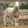 Under Auction - Lot 12 Highlander Ram 190502 (DLE Ram Auction A100 - 10th Sept via Auctionsplus) 
