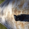 9000 L Tank and 2 x 1500 L Tanks 