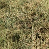 Lucerne hay