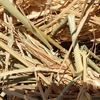 Non bearded wheaten hay