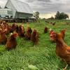 Free Range Pastured Egg Business 