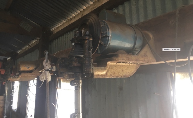 1x Golden Lister Shearing Plants