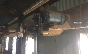 1x Golden Lister Shearing Plants