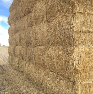 Wheaten Straw