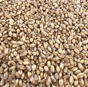 wedgetail wheat graded seed