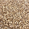 wedgetail wheat graded seed 