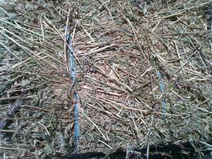 Lucerne Hay Small Squares