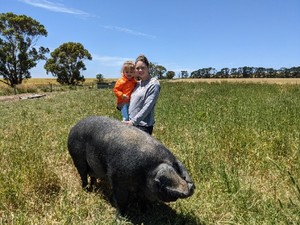WANTED English Large Black Pigs