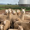 Alpacas x 5