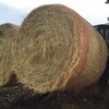 126 x Rye Grass Mix Hay 4x4 Rolls + Freight