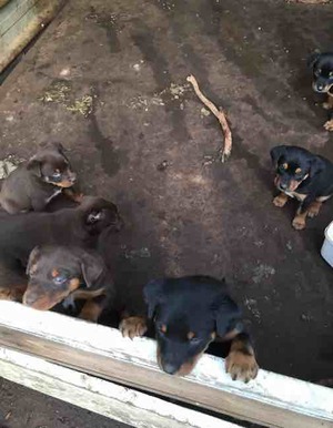 6 kelpie pups