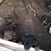 6 kelpie pups