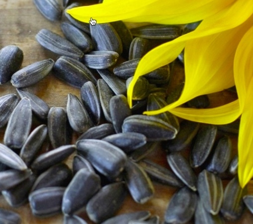 Black Sunflower (April 2021 Harvest)