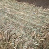 Oaten Hay 560kg 8x4x3 Bales + Freight