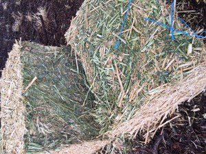 60mt Canola Hay 640kg 8x4x3 bales (High Protein)