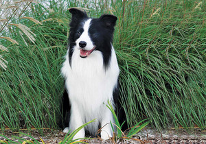 WANTED Border Collie (puppy preferred) wanted for the young fella