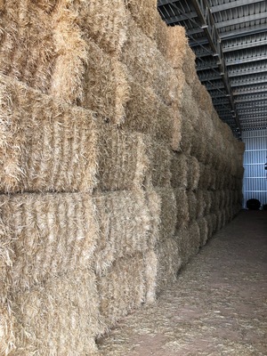 600mt Barley Straw 540kg Header Trail 