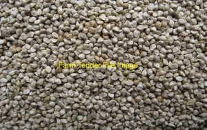 500 acres Shirohe Millet Harvest Jan  / Feb 