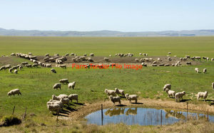 WANTED Sheep Agistment