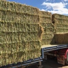 Barley Hay 650-700kg 8x4x3 Bales