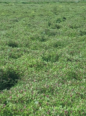 60mt Popany  Vetch Seed in 1000kg Bulka Bags 