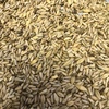 Cereal Rye For Sale