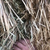 Barley Hay 8x4x3 Bales
