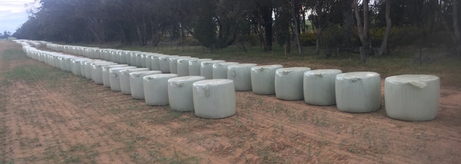 Canola  Wrapped Silage  Hay 5x4 - 500 x 500 KG Approx Rolls