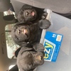 Purebred Labrador puppies 
