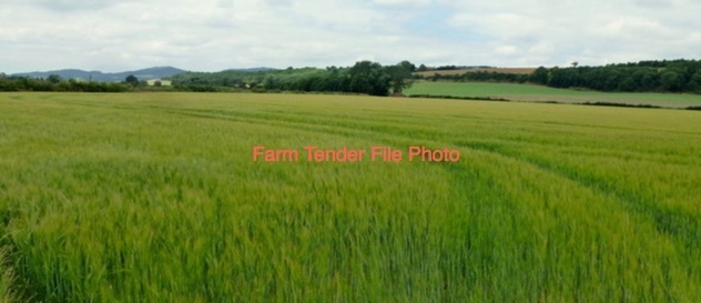 Standing Wheat & Barley Crop