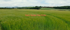Standing Wheat & Barley Crop