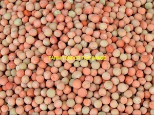 Legume Seconds Wanted for stock feed