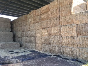 Barley Straw 8x4x3 Shedded 