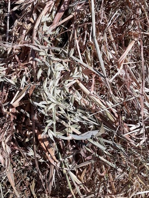 Under Auction - Oaten hay for sale 100 - 5x4 rolls. 2019 season - Sold Per Bale 